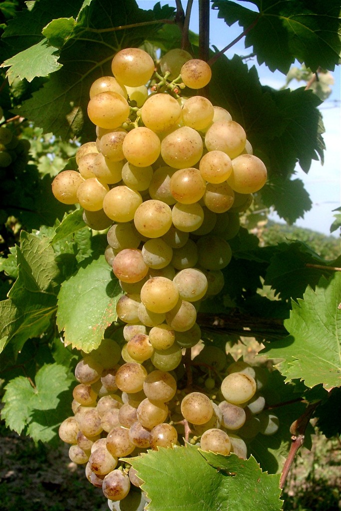 WEINTRAUBEN--FRÜCHTE--ERNTE--HERBST